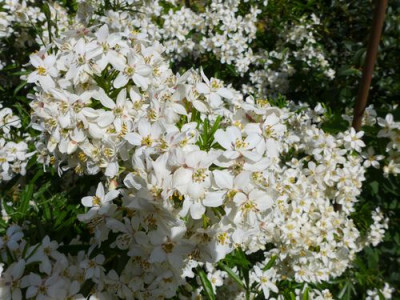 Choisya_ternata_Aztec_Pearl_fars_2014.jpg
