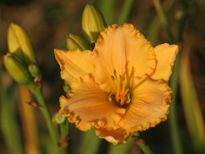 saemling_juhr_apricot_gekraeuselt_2203.jpg