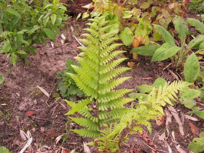 Dryopteris_filix-mas_Berxen_Kopie.jpg