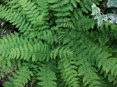 Woodsia_fragilis__...___3.5.14_023.jpg