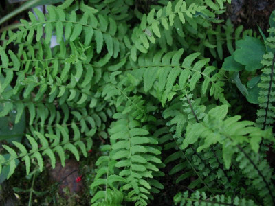 Woodsia_polystichoide__...___3.5.14_005.jpg