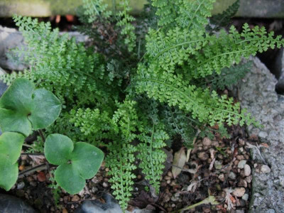 Asplenium_fontanum_...__4.5.14_026.jpg
