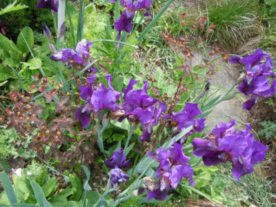 Iris_aphylla_mit_Euphorbia_dulcis.JPG