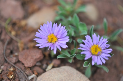Aster_likiangensis.jpg