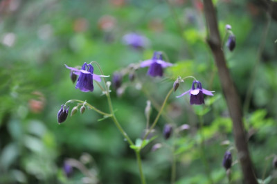 Aquilegia_ecalcarata_Hybr..jpg