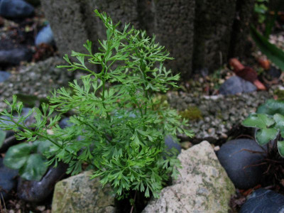 Asplenium_fissum__..._7.5.14_001.jpg