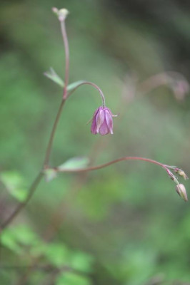 Semiaquilegia_ecalcarata_05.jpg