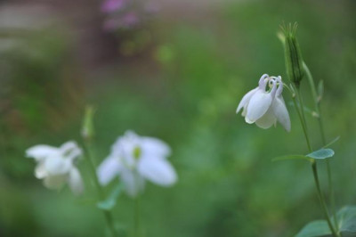Aquilegia_flabellata_05.jpg