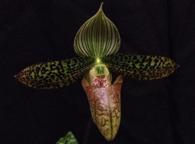 Paphiopedilum_sukhakulii_05-2014_900x900_80KB.jpg