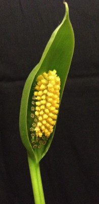 Spathantheum_orbignyanum_A_05-2014_900x900_80KB.jpg