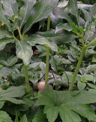 IMG_3450_Arisaema_thunbergii_urashima.jpg