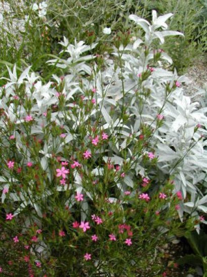 dianthus_artemisia.jpg