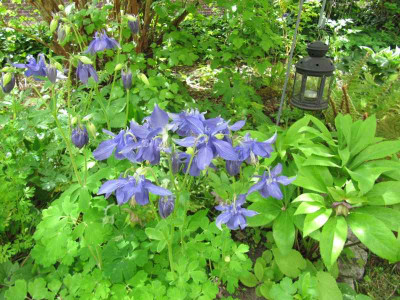 Akeleien_1_140508.jpg