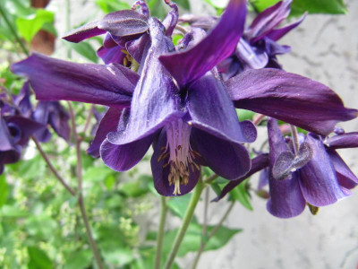 Akeleien_2_140508.jpg