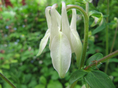 Akeleien_3_140508.jpg