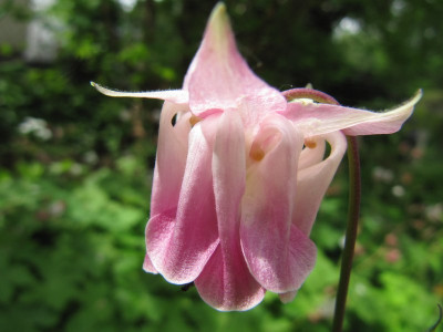 Akeleien_5_140508.jpg