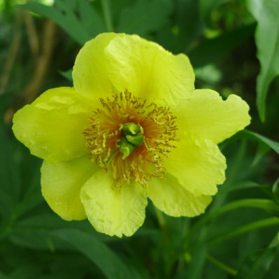 Paeonia_ludlowii_fars_2014.jpg