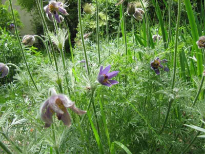 Pulsatilla_zum_letzten_140508.jpg