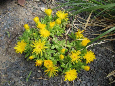 Delosperma_140508.jpg