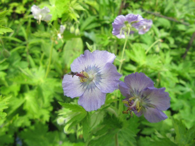 Geranium_phaeum_troll13_140508.jpg