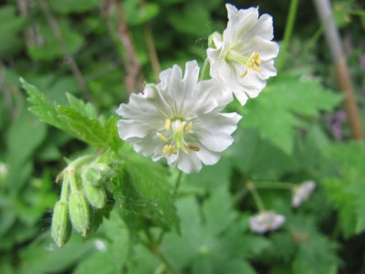 Geranium_phaeum_Callis_140508.jpg