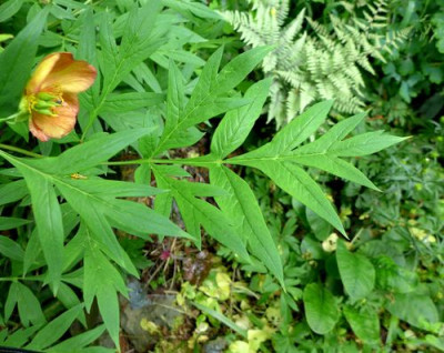 Paeonia_delavayi_fars_2014.jpg