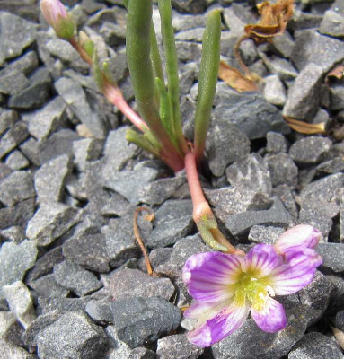 Lewisia_longipetala_140508.jpg