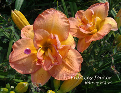 Imgp2667FJoiner.jpg
