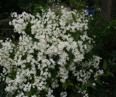 Deutzia_crenata_Nkko_...__20.4.14_015.jpg