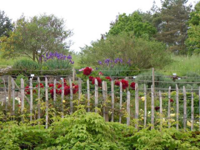BoGa_Wu_08.05.14_Strauchpfingstrosen_001.JPG