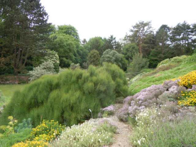 BoGa_Wu_08.05.14_Strauchpfingstrosen_029.JPG