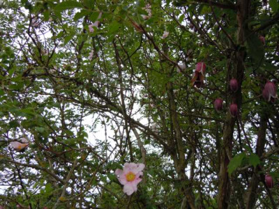 BoGa_Wu_08.05.14_Rosa_roxburgii_f._normalis_041.JPG