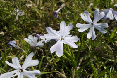 Lilacina.jpg