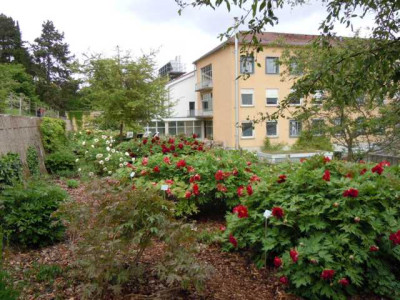 BoGa_Wu_08.05.14_Strauchpfingstrosen_003.JPG