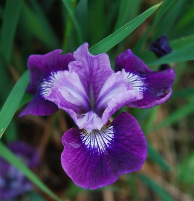 D0107a_Medium.jpg