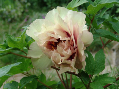 DSC02811-1.jpg