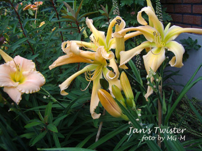 Imgp2681Jans.jpg