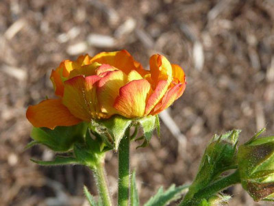 geum-fire_storm.jpg