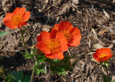 geum-nordek.jpg