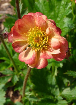 geum-mango_lassi.jpg