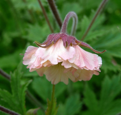 geum-cotton_candy.jpg