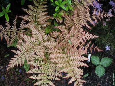 Dryopteris_purpurella_...___10.5.14_001.jpg