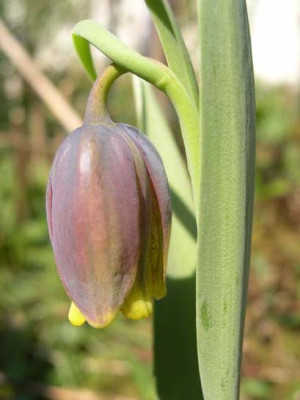 fritillaria120404a.jpg