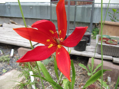 Tulipa_sprengeri_140510.jpg
