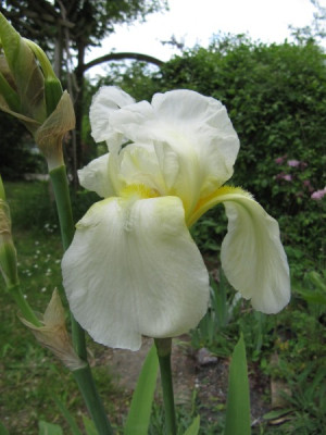 Weie_Iris_140510.jpg