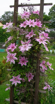 Clematis_an_der_Pergola.jpg
