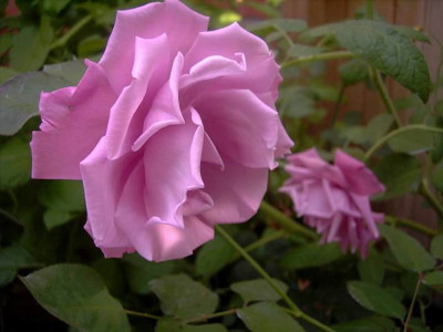 Mauve_Melodie.JPG