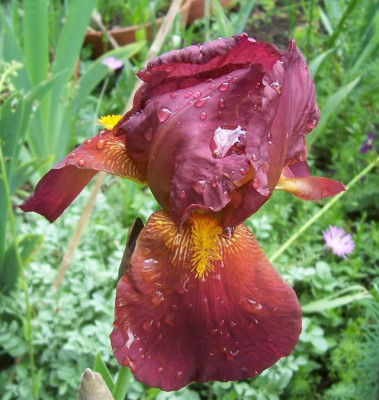 Mai_011_Fuchsjagd.jpg