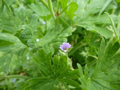 welcheskraut-pur540.jpg