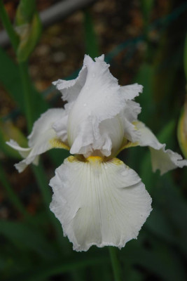 D0093_Large.JPG